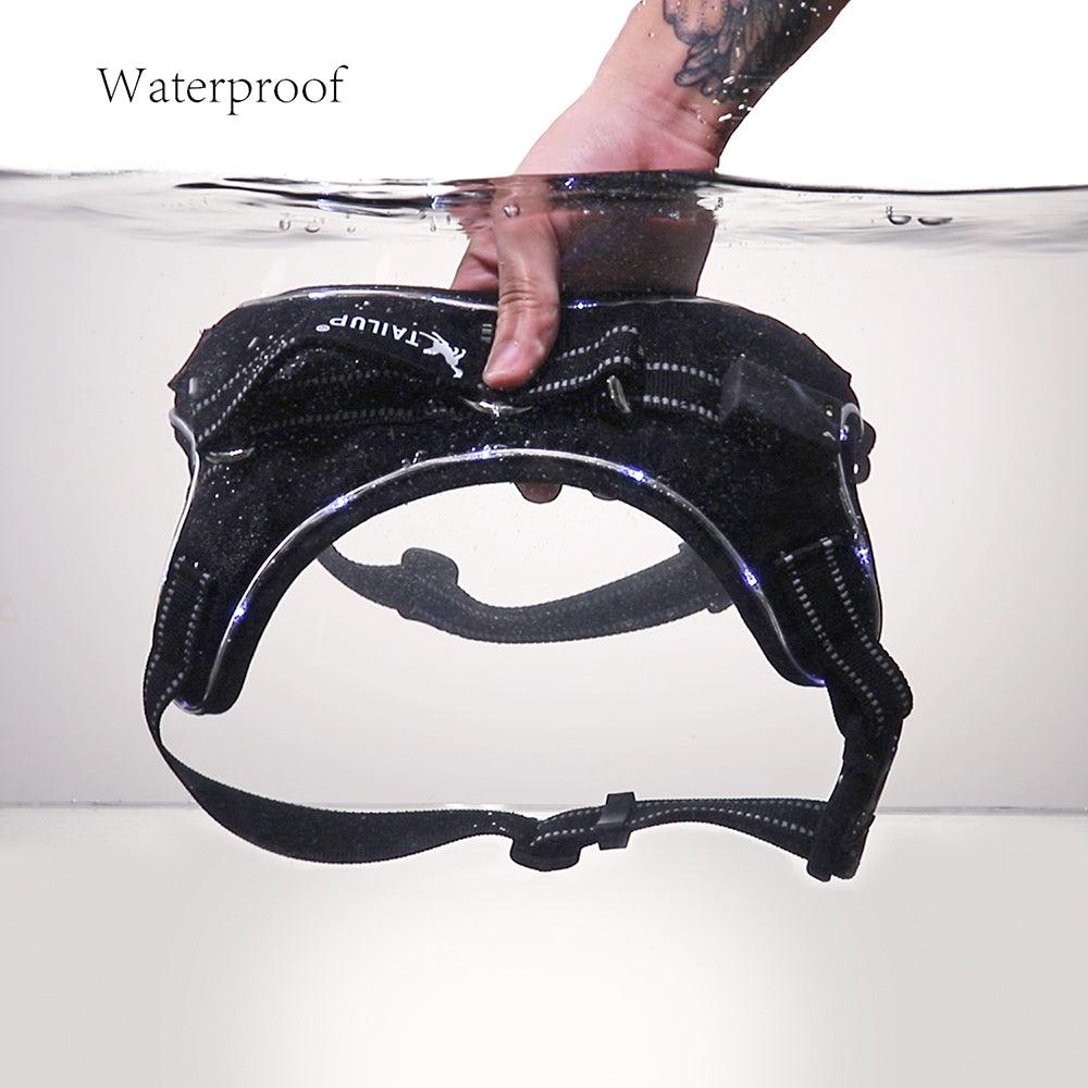 Luminous Canine Collar